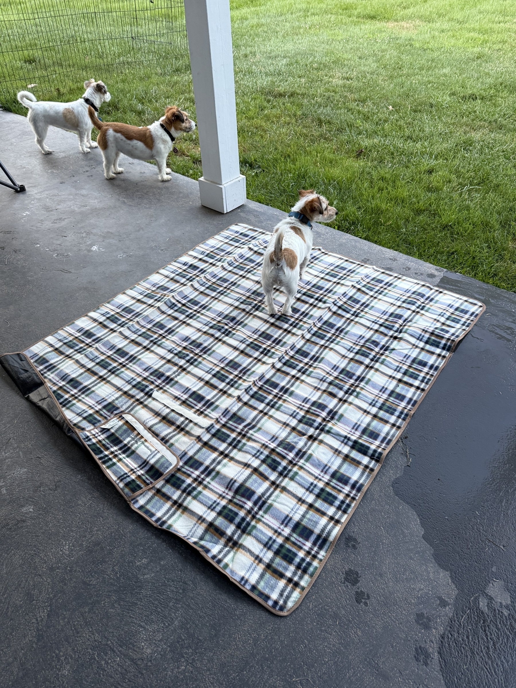 Throw sized flannel blanket with a jack Russel on it, two more jack Russels next to her. They’re all on a back porch painted blue next to a field of green grass.