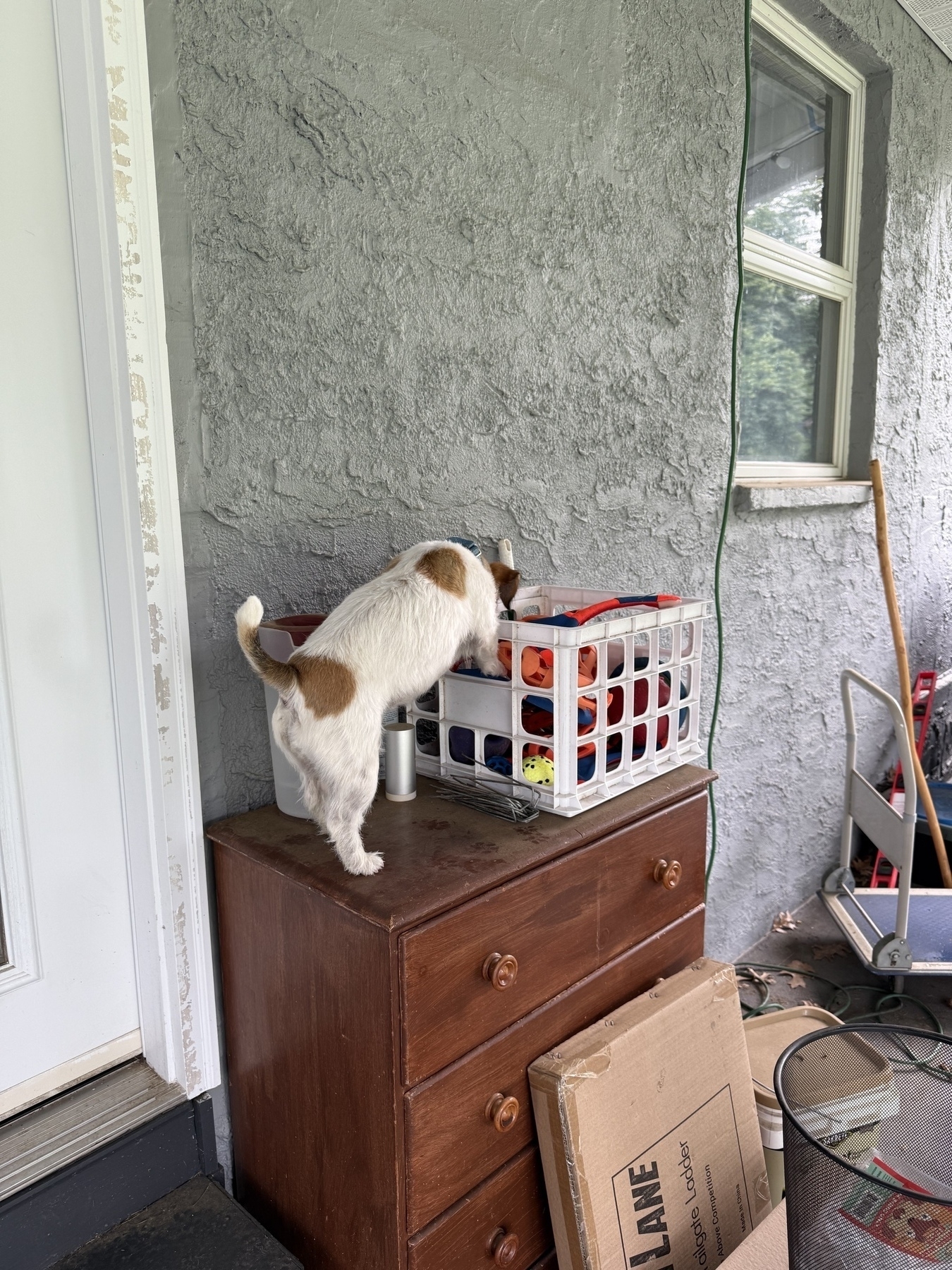A white and brown jack russel terrier standing on top of a brown 3 drawer dresser that was moved to the back porch attempts to unload toys from a white milk crate.