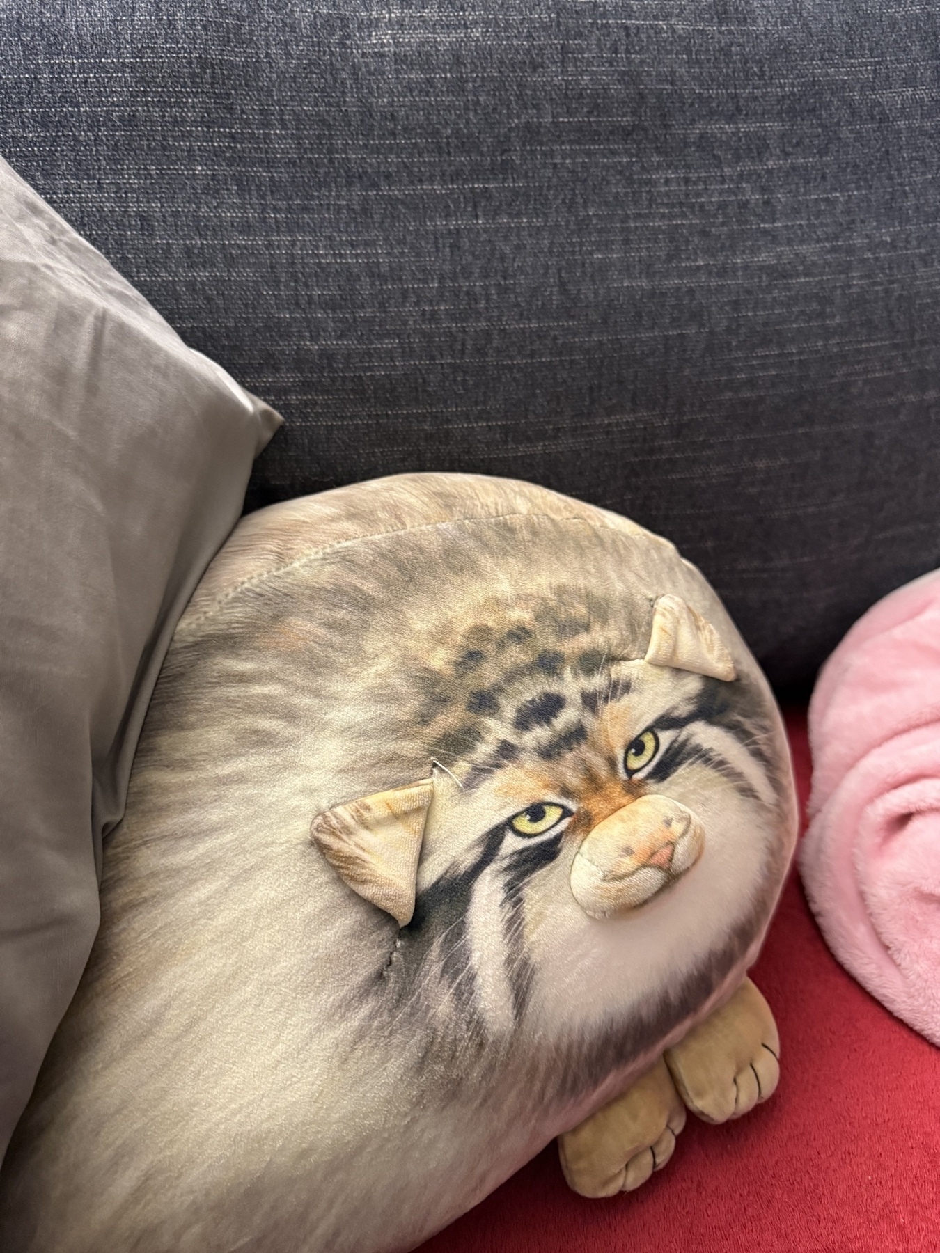 A round stuffed animal pillow resembling a Pallas cat. Tan. Nose sticks out slightly. Two front feet. Eyes are drawn on. Realistic-ish but not a threat to terrier-kind. 