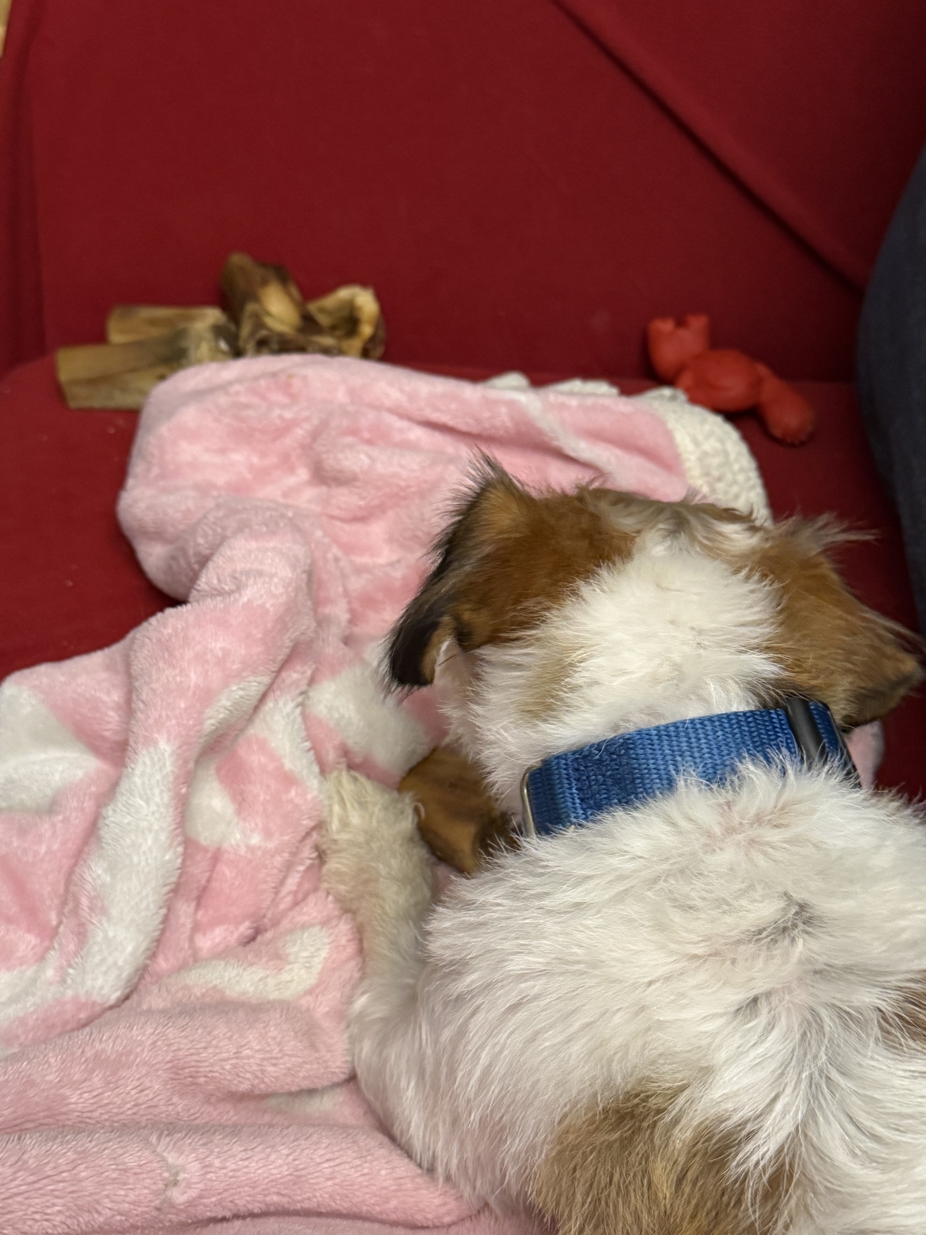 A white and brown jack Russel chewing on an ostrich bone on top of a pink and white blanket. At the edge of the sofa (which is covered with a red blanket) lay four more bones and a nylabone lobster
