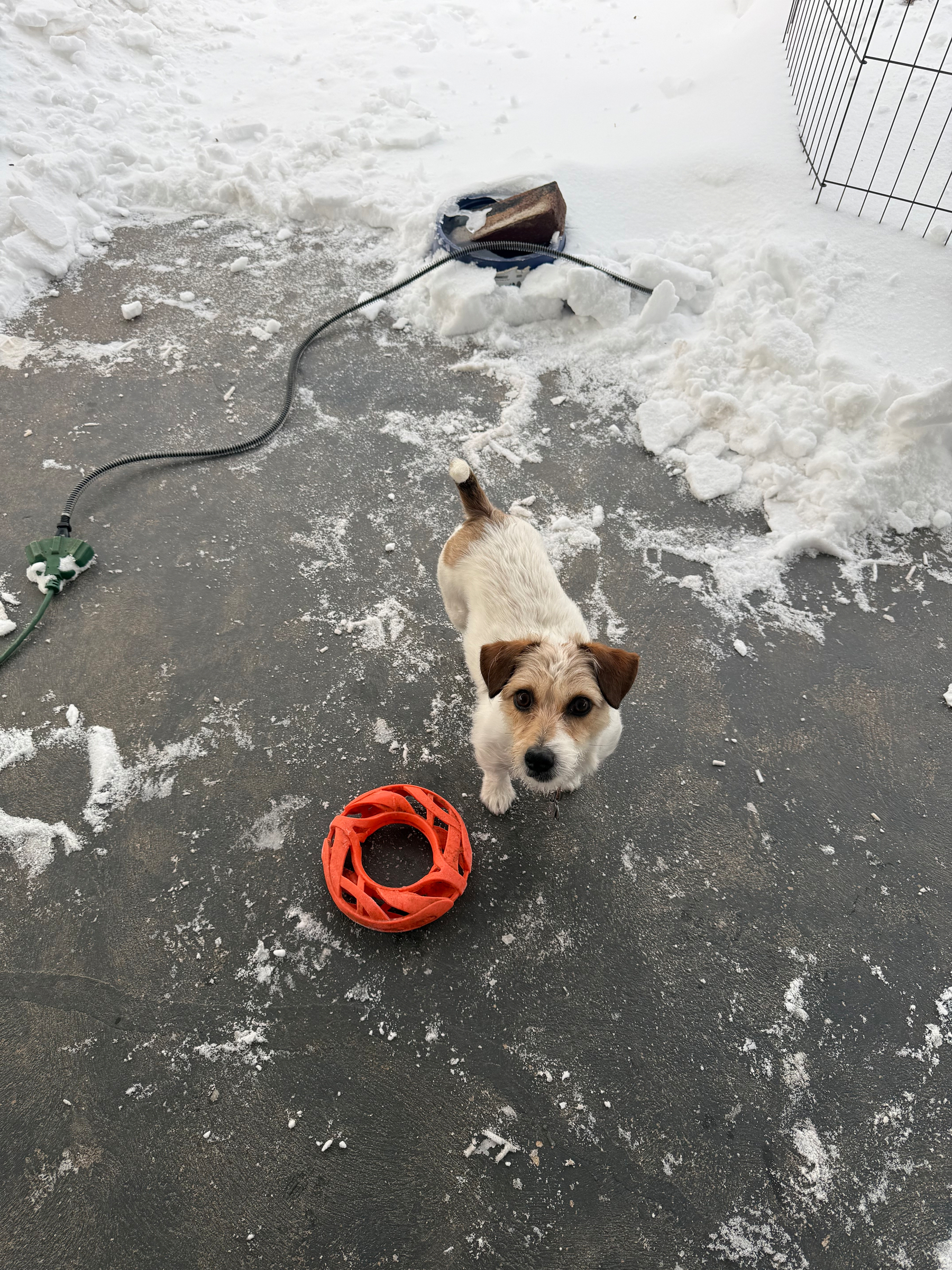 Zoë, a white and tan shortie jack Russel, who might be eight inches tall at the shoulder, stands on a snow covered porch with an orange donut shaped toy expecting it to be thrown. A heated water dish with a brick in it sits in the background. 