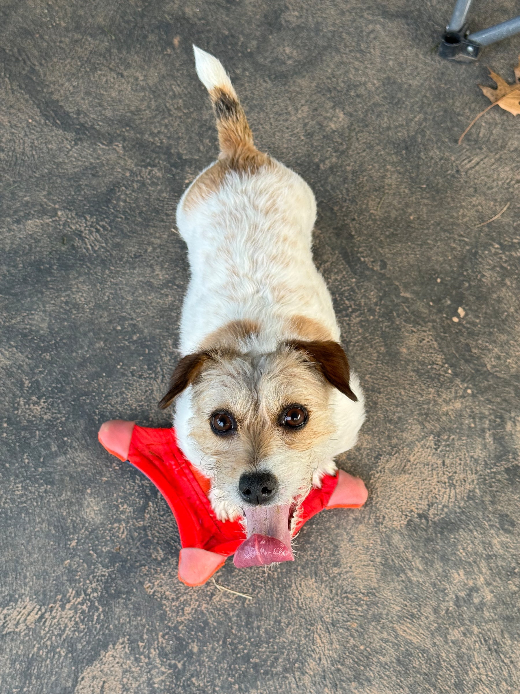A white JRT with brown spots standing on an orange chuck it brand squirrel style frisbee looking up at the camera while heavily panting, with tongue way out and curled. 